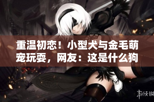 重温初恋！小型犬与金毛萌宠玩耍，网友：这是什么狗粮？