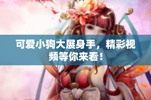 可爱小狗大展身手，精彩视频等你来看！