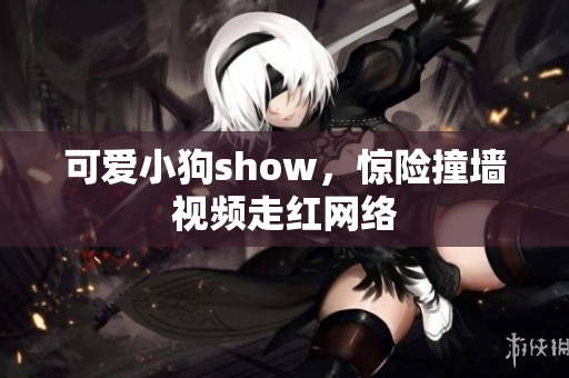可爱小狗show，惊险撞墙视频走红网络