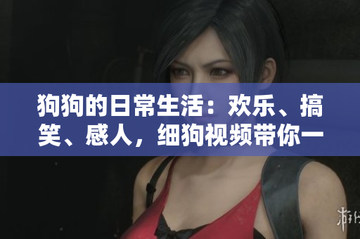 狗狗的日常生活：欢乐、搞笑、感人，细狗视频带你一一看尽！